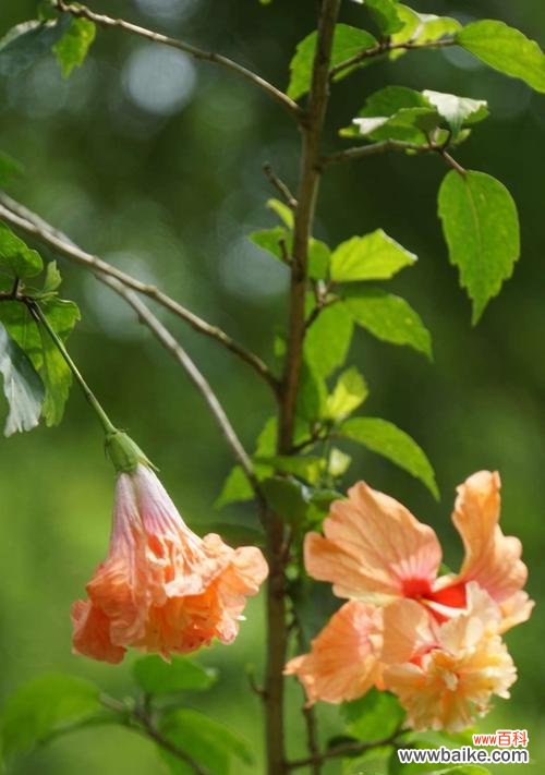 传世之花的辉煌与意义 朱槿牡丹花语