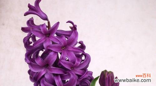 探寻紫色风信子的神秘花语与迷人美丽 紫色风信子的花语与美丽传说