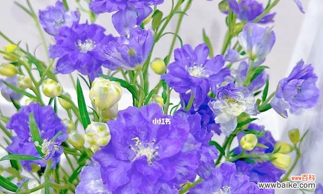 追求梦想与爱情的象征——紫色花语风信子 紫色花语风信子