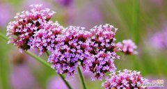 追求梦想与爱情的象征——紫色花语风信子 紫色花语风信子