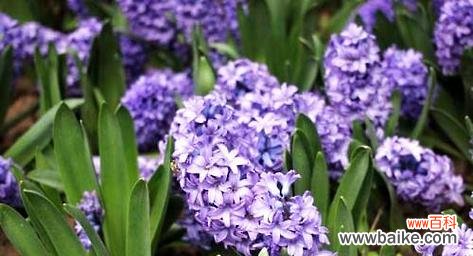 紫色风信子花语的深刻内涵和传递的祝福 紫色风信子