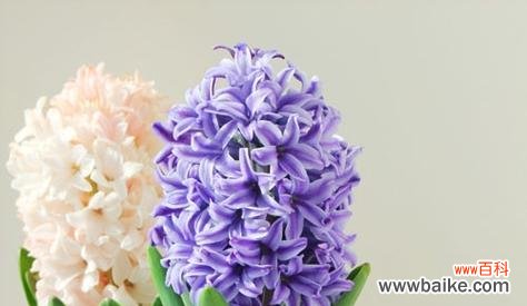 紫色风信子花语的深刻内涵和传递的祝福 紫色风信子