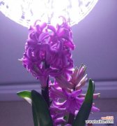 探寻紫色风信子的文化内涵与寓意 紫色风信子的意义与象征