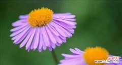 秋日之美 紫色野菊花花语-盛开在秋日的神秘力量