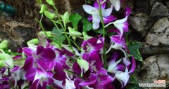探寻泰国洋兰的意义和美丽 紫色泰国洋兰的花语与魅力
