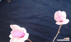 探寻紫玉兰花的寓意与故事 紫玉兰花