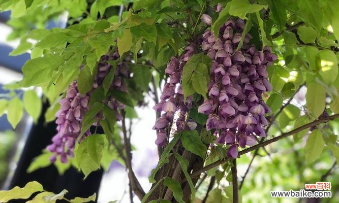 紫藤罗花的美丽与哲理 紫藤罗花的花语及其寓意