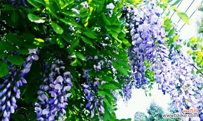 探寻紫藤萝的生命轨迹及象征之谜 紫藤萝的命运与象征意义