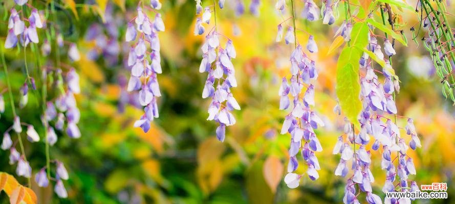 探寻紫藤萝的生命轨迹及象征之谜 紫藤萝的命运与象征意义