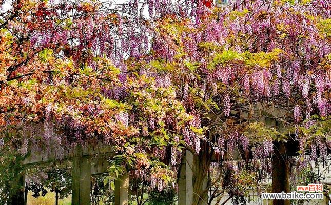 传递希望与永恒的紫藤花 紫藤花花语的魅力