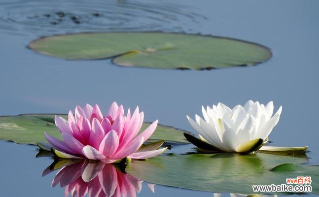 探寻紫睡莲的花语之美 紫睡莲