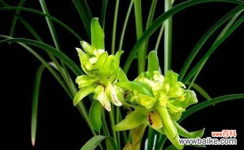 从经典品种到新兴变种 探索兰花世界的魅力