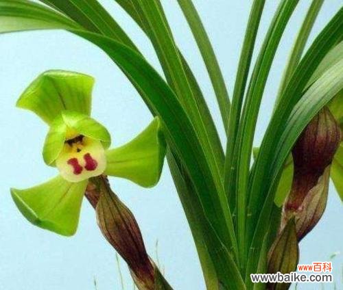 从经典品种到新兴变种 探索兰花世界的魅力