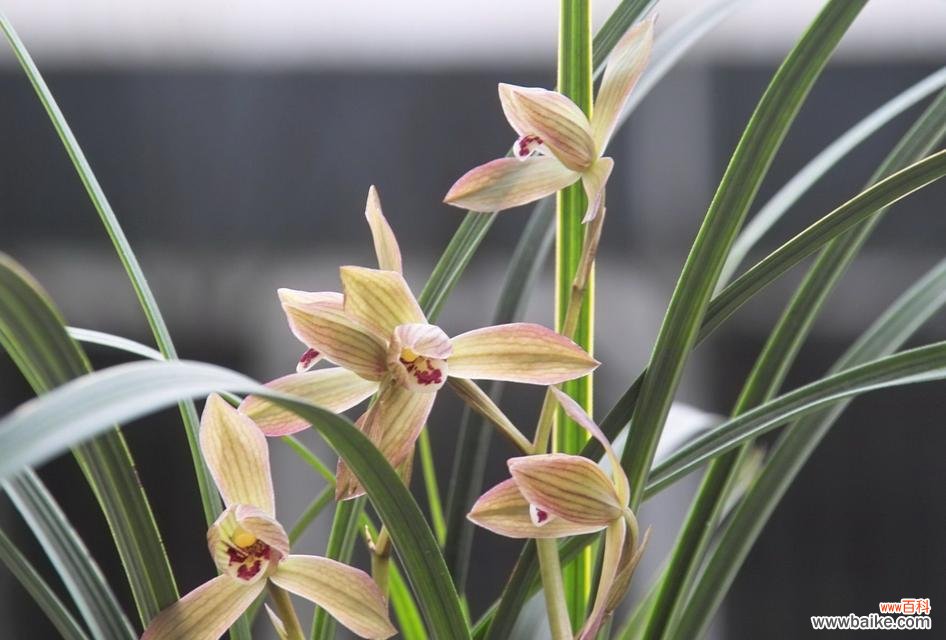 从经典品种到新兴变种 探索兰花世界的魅力