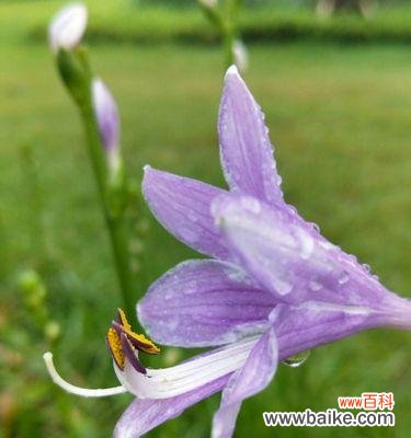 展示爱与美的经典艺术品 以子萼玉簪花语-寓意深远的花卉饰品