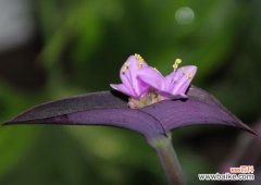 以梅花为引 紫竹梅花语