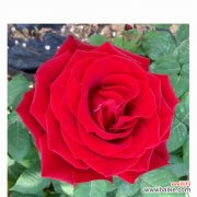 探寻紫月季花的花语之谜 紫月季花语-秋意盎然的美丽