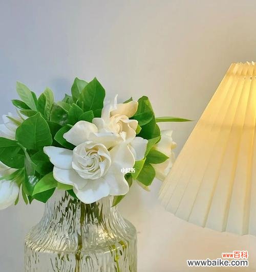 以栀子花的花语为线索 栀子花