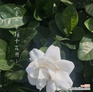 以栀子花的花语为线索 栀子花