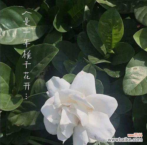 以栀子花的花语为线索 栀子花