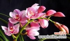 探索蕙兰花的美丽和深刻含义 蕙兰花语与寓意——美丽和坚韧的象征