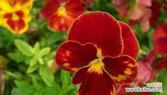 堇花的美丽与意义 堇花的花语与特点