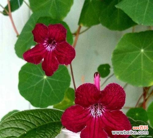 堇花的美丽与意义 堇花的花语与特点