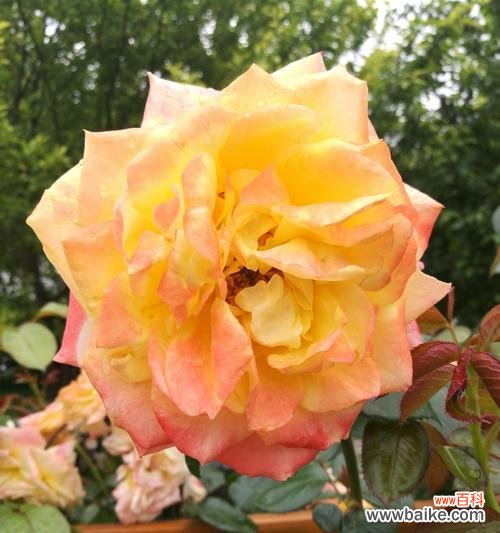 芙蓉月季花语的深意与传承 芙蓉月季