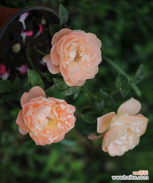 芙蓉月季花语的深意与传承 芙蓉月季