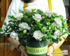 以栀子花养不活 栀子花之歌