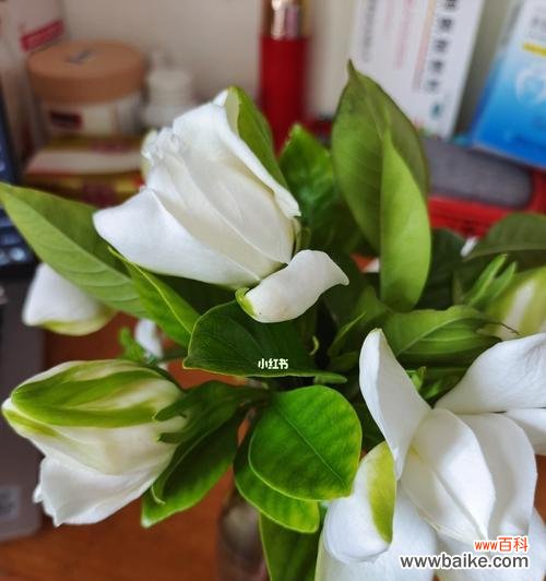 以栀子花养不活 栀子花之歌