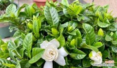 美丽花朵中蕴含的文化内涵 栀子花的象征意义