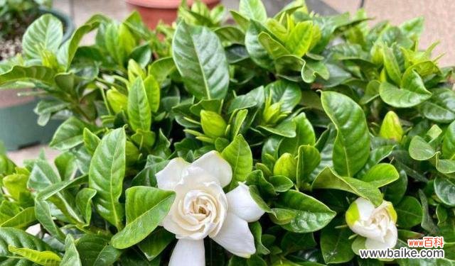 美丽花朵中蕴含的文化内涵 栀子花的象征意义