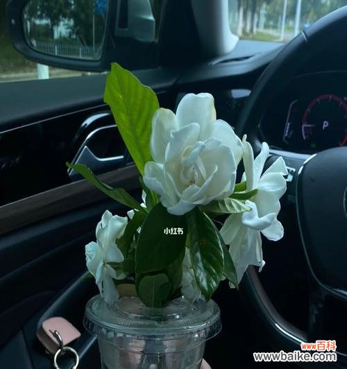 美丽花朵中蕴含的文化内涵 栀子花的象征意义