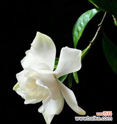 美丽花朵中蕴含的文化内涵 栀子花的象征意义