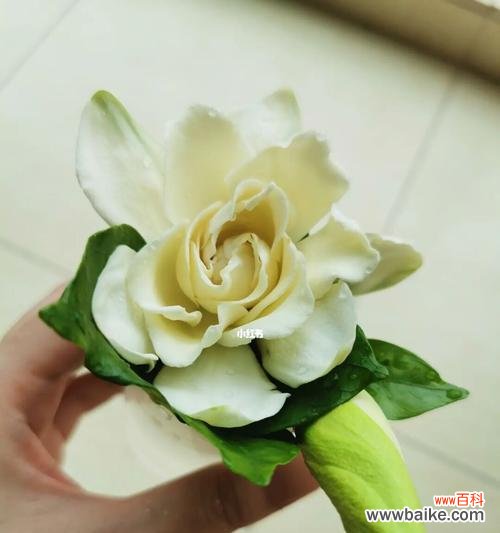 栀子花盛开的时间和象征意义解析 栀子花的美丽传说与象征意义