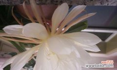 探索昙花花语的美与哲理 昙花的花语与意义