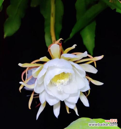 昙花开放 昙花开花的奇迹