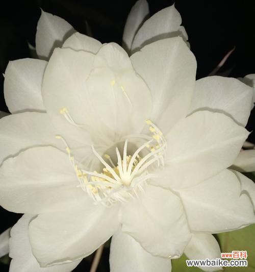 昙花开放 昙花开花的奇迹