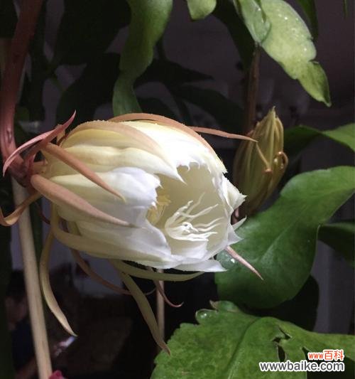昙花开放 昙花开花的奇迹