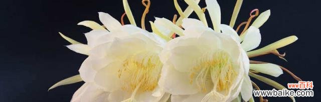 昙花的传奇之美 昙花的含义与寓意