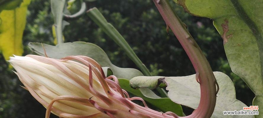 寻觅永恒的美丽 昙花花开传说