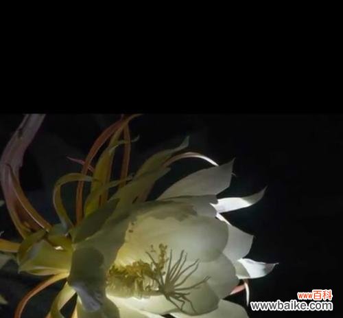 寻觅永恒的美丽 昙花花开传说