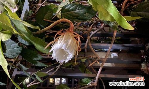 寻觅永恒的美丽 昙花花开传说