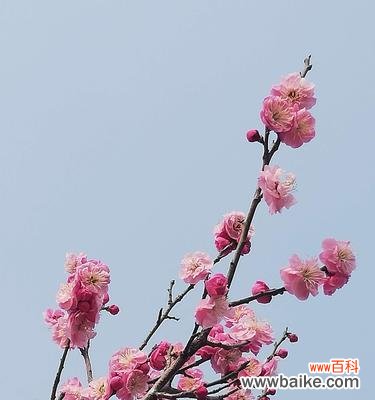 傲雪凌霜的背后隐藏着什么 白梅花的花语与寓意