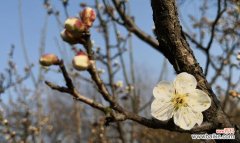 傲雪凌霜的背后隐藏着什么 白梅花的花语与寓意