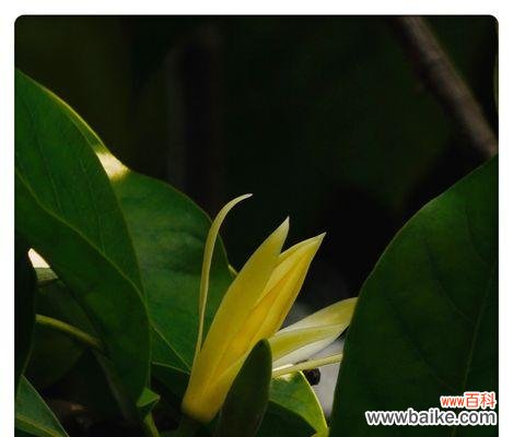 探秘白兰花的隐藏情感和美好寓意 白兰花的寓意和花语