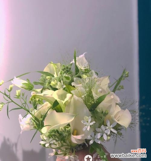 探索纯洁与高尚的花园之美 白色马蹄莲的花语与寓意