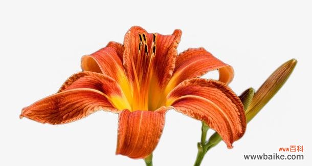 揭示橙色百合的内涵与象征 橙色百合花语的含义