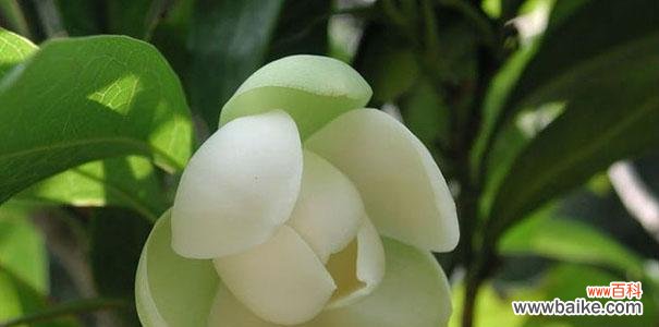 揭秘白蓝花的神秘力量 白蓝花的花语与寓意